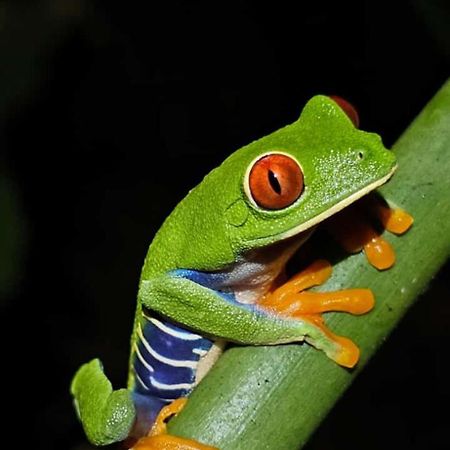 Casa Artavia Villa Tortuguero Kültér fotó