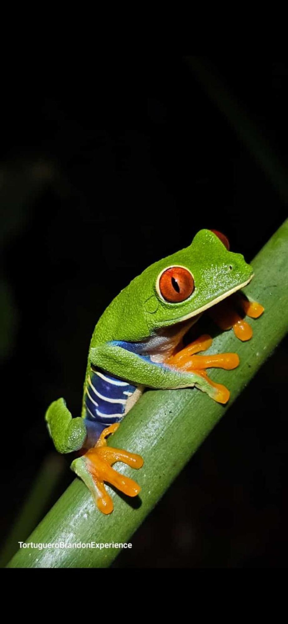 Casa Artavia Villa Tortuguero Kültér fotó